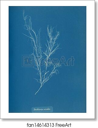 Free art print of Dichloria viridis by Anna Atkins Free art print of Dichloria viridis by Anna Atkins