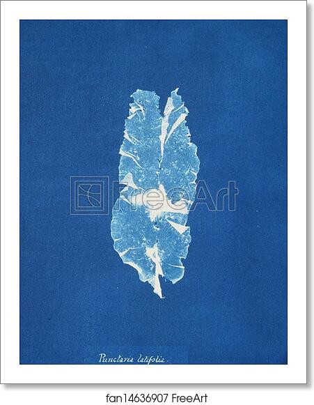 Free art print of Punctaria latifolia by Anna Atkins Free art print of Punctaria latifolia by Anna Atkins