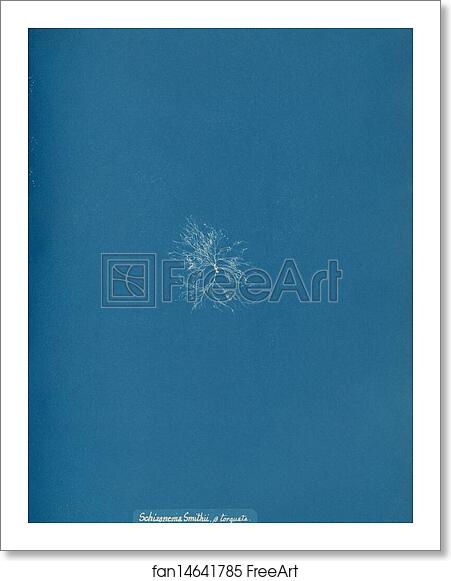 Free art print of Schizonema Smithii, ß torqata by Anna Atkins Free art print of Schizonema Smithii, ß torqata by Anna Atkins