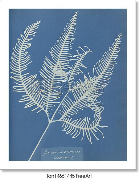 Free art print of Gleichenia immersa, Jamaica by Anna Atkins Free art print of Gleichenia immersa, Jamaica by Anna Atkins
