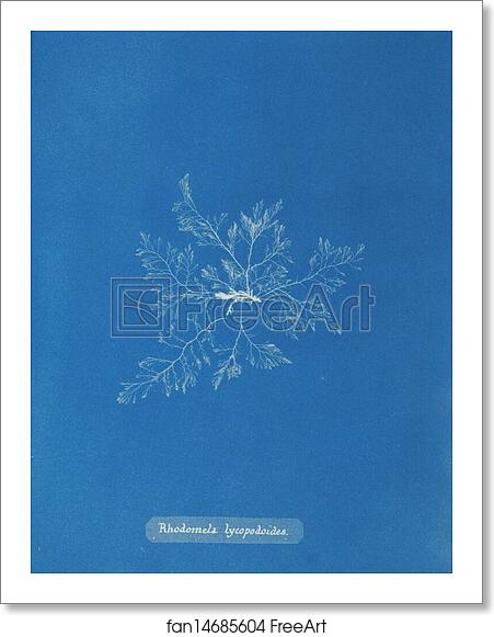 Free art print of Rhodomela lycopodoides by Anna Atkins