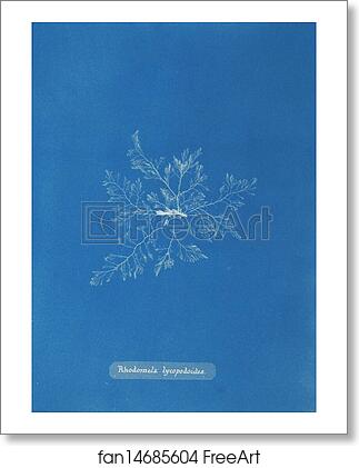 Free art print of Rhodomela lycopodoides by Anna Atkins Free art print of Rhodomela lycopodoides by Anna Atkins