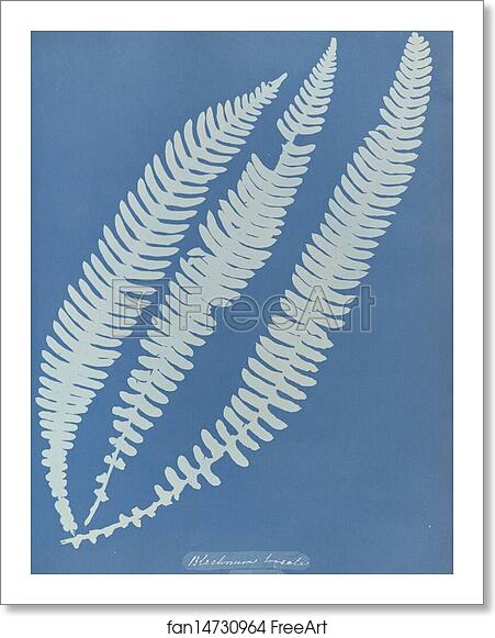 Free art print of Blechnum boreale, British by Anna Atkins