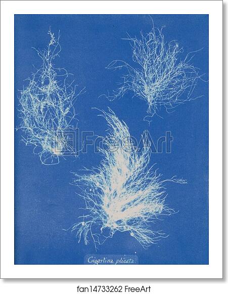 Free art print of Gigartina plicata by Anna Atkins Free art print of Gigartina plicata by Anna Atkins