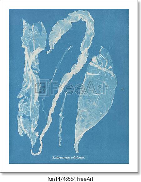 Free art print of Enteromorpha intestinalis by Anna Atkins Free art print of Enteromorpha intestinalis by Anna Atkins