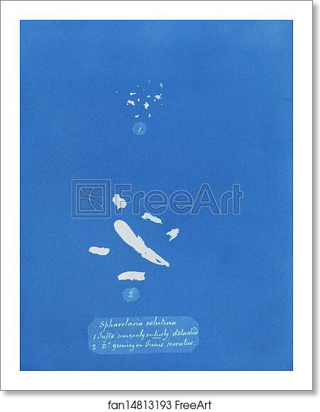 Free art print of Sphacelaria velutina : 1. Tufts (some only entirely) detached; 2. [Tufts] growing on Fucus serratus by Anna Atkins