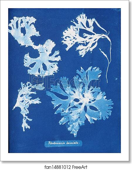 Free art print of Rhodomenia laciniata by Anna Atkins