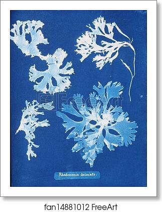 Free art print of Rhodomenia laciniata by Anna Atkins Free art print of Rhodomenia laciniata by Anna Atkins