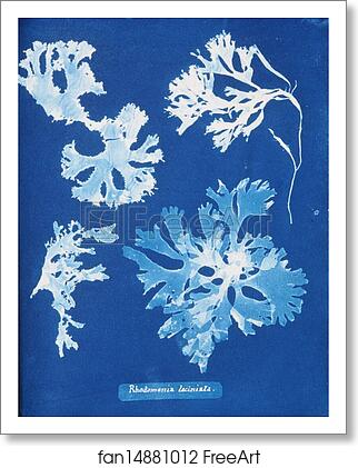 Free art print of Rhodomenia laciniata by Anna Atkins Free art print of Rhodomenia laciniata by Anna Atkins