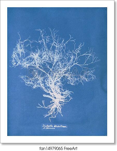 Free art print of Dictyota dichotoma, β intricata by Anna Atkins Free art print of Dictyota dichotoma, β intricata by Anna Atkins