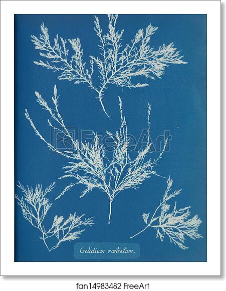 Free art print of Gelidium rostratum by Anna Atkins