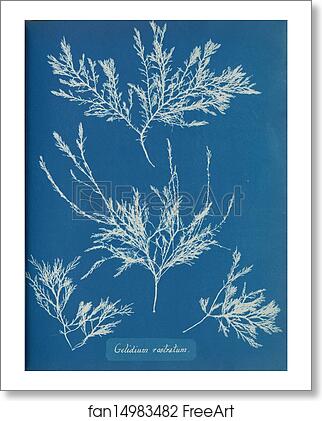Free art print of Gelidium rostratum by Anna Atkins Free art print of Gelidium rostratum by Anna Atkins
