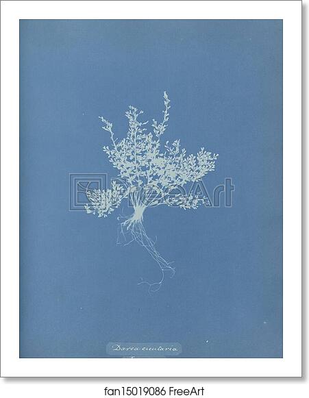 Free art print of Darea cicutaria, Jamaica by Anna Atkins Free art print of Darea cicutaria, Jamaica by Anna Atkins