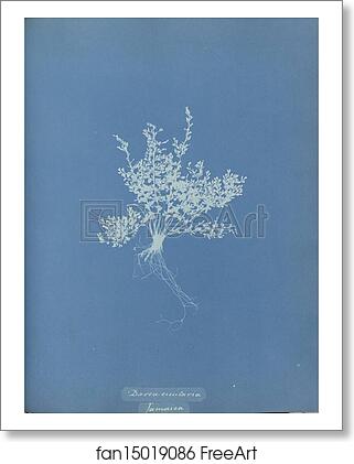 Free art print of Darea cicutaria, Jamaica by Anna Atkins Free art print of Darea cicutaria, Jamaica by Anna Atkins