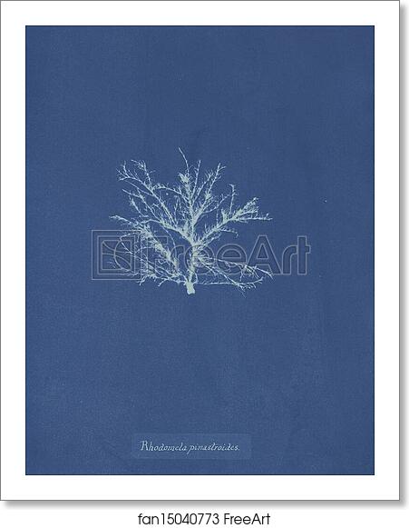 Free art print of Rhodomela pinastroides by Anna Atkins