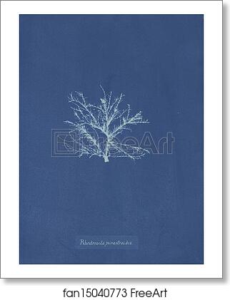 Free art print of Rhodomela pinastroides by Anna Atkins Free art print of Rhodomela pinastroides by Anna Atkins
