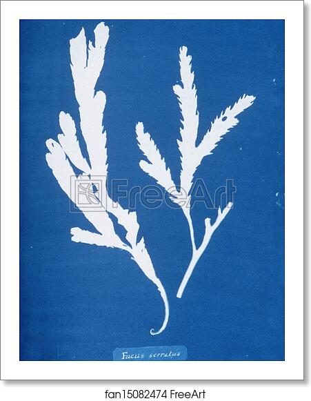 Free art print of Fucus serratus by Anna Atkins Free art print of Fucus serratus by Anna Atkins