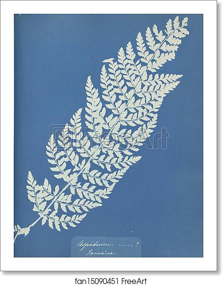 Free art print of Aspidium, Jamaica by Anna Atkins Free art print of Aspidium, Jamaica by Anna Atkins