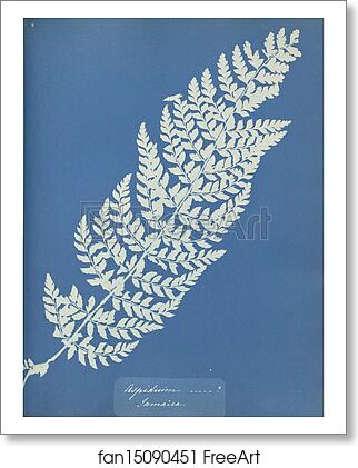 Free art print of Aspidium, Jamaica by Anna Atkins Free art print of Aspidium, Jamaica by Anna Atkins