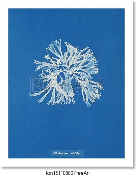 Free art print of Rhodomenia sobolifera by Anna Atkins
