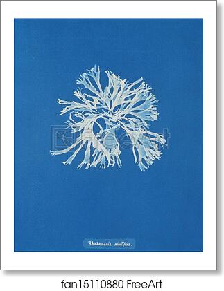 Free art print of Rhodomenia sobolifera by Anna Atkins Free art print of Rhodomenia sobolifera by Anna Atkins