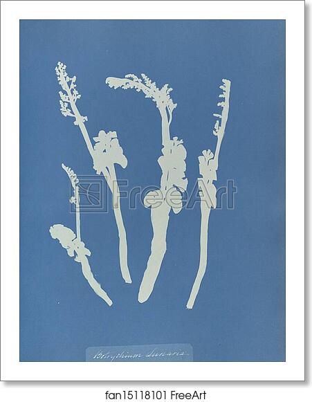 Free art print of Botrychium Lunaria by Anna Atkins
