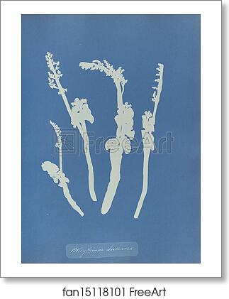 Free art print of Botrychium Lunaria by Anna Atkins Free art print of Botrychium Lunaria by Anna Atkins