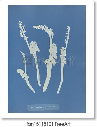 Free art print of Botrychium Lunaria by Anna Atkins Free art print of Botrychium Lunaria by Anna Atkins