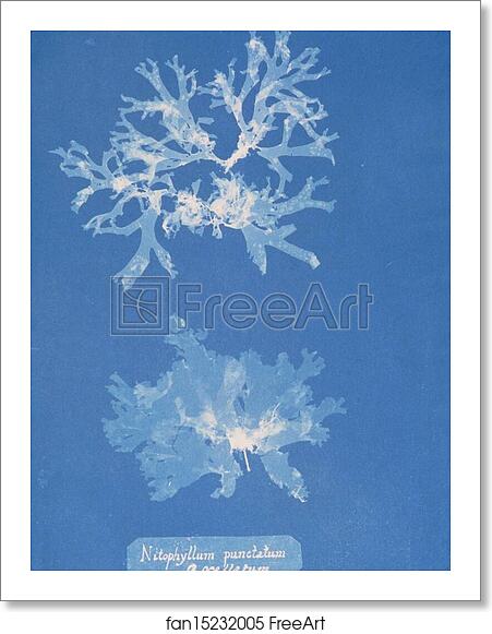 Free art print of Nitophyllum punctatum ß ocellatum by Anna Atkins