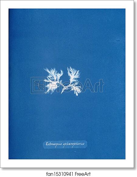 Free art print of Ectocarpus sphærophorus. by Anna Atkins