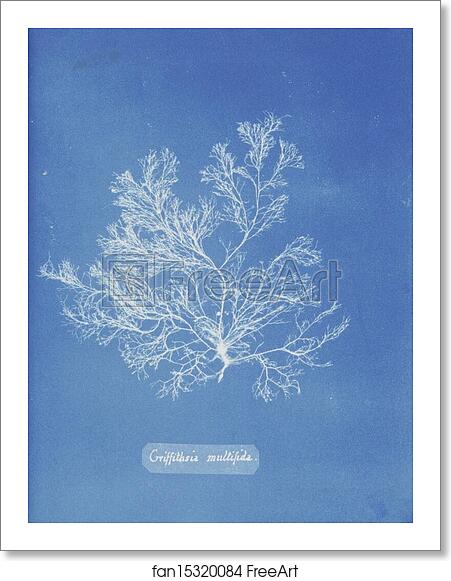 Free art print of Griffithsia multifida by Anna Atkins Free art print of Griffithsia multifida by Anna Atkins