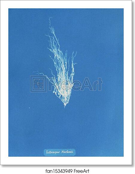 Free art print of Ectocarpus Mertensii by Anna Atkins