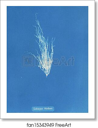 Free art print of Ectocarpus Mertensii by Anna Atkins Free art print of Ectocarpus Mertensii by Anna Atkins