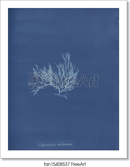 Free art print of Chylocladia articulata by Anna Atkins Free art print of Chylocladia articulata by Anna Atkins