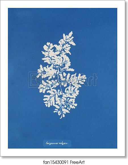 Free art print of Sargassum vulgare by Anna Atkins Free art print of Sargassum vulgare by Anna Atkins