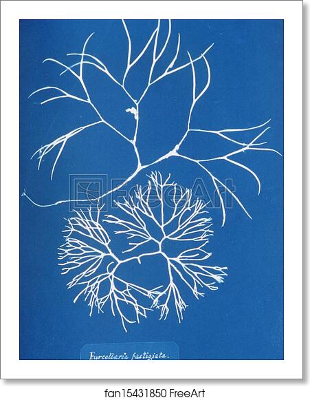 Free art print of Furcellaria fastigiata by Anna Atkins