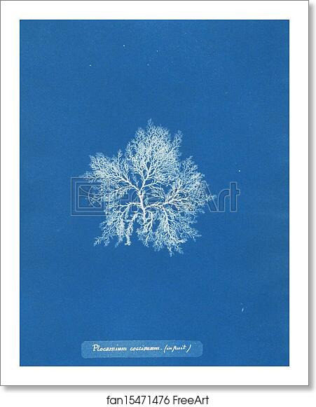 Free art print of Plocamium coccineum (in fruit) by Anna Atkins