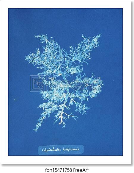 Free art print of Chylocladia kaliformis by Anna Atkins Free art print of Chylocladia kaliformis by Anna Atkins