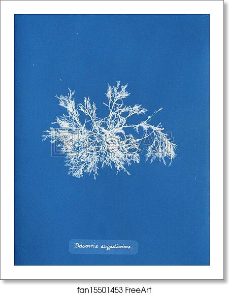 Free art print of Delesseria angustissima by Anna Atkins