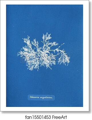 Free art print of Delesseria angustissima by Anna Atkins Free art print of Delesseria angustissima by Anna Atkins