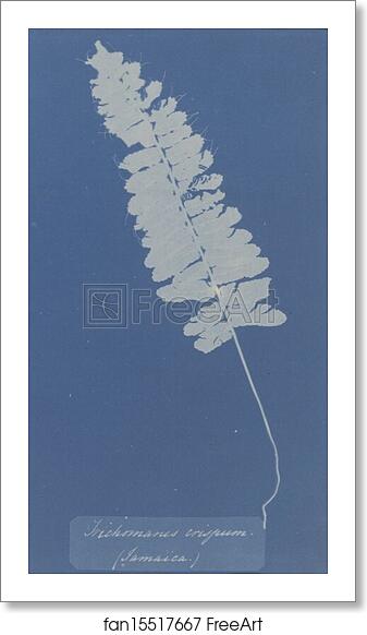 Free art print of Trichomanes Crispum (Jamaica) by Anna Atkins Free art print of Trichomanes Crispum (Jamaica) by Anna Atkins