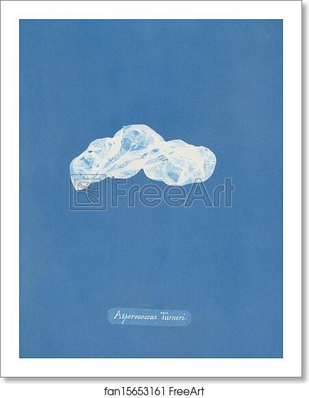 Free art print of Asperococcus Turneri by Anna Atkins