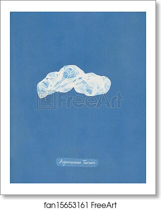 Free art print of Asperococcus Turneri by Anna Atkins Free art print of Asperococcus Turneri by Anna Atkins