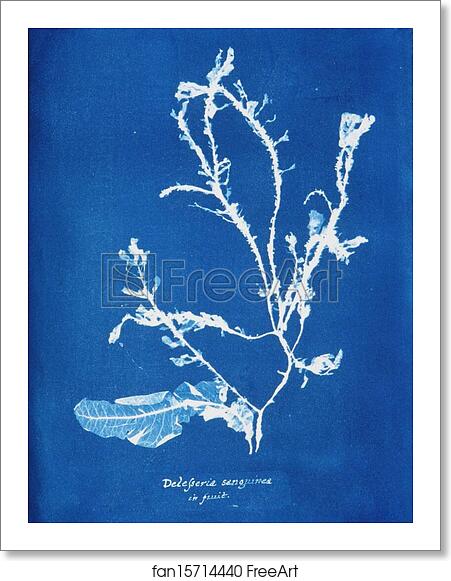 Free art print of Delesseria sanguinea in fruit by Anna Atkins