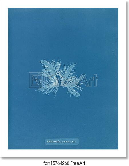 Free art print of Delesseria sinuosa, var by Anna Atkins Free art print of Delesseria sinuosa, var by Anna Atkins