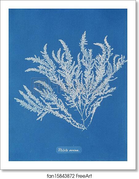 Free art print of Ptilota sericea by Anna Atkins
