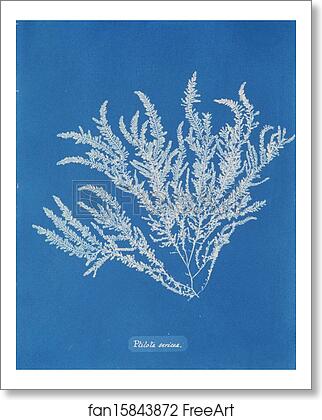 Free art print of Ptilota sericea by Anna Atkins Free art print of Ptilota sericea by Anna Atkins