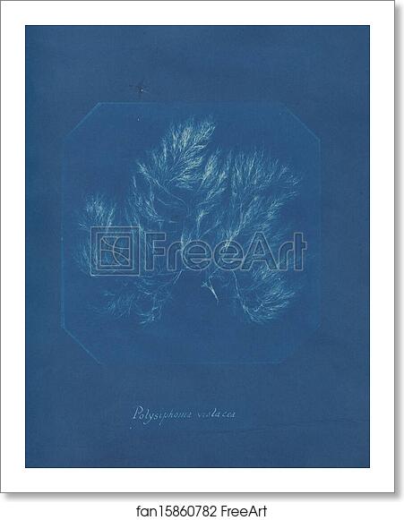 Free art print of Polysiphonia violacea by Anna Atkins