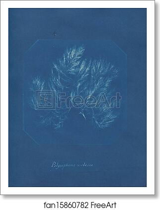 Free art print of Polysiphonia violacea by Anna Atkins Free art print of Polysiphonia violacea by Anna Atkins