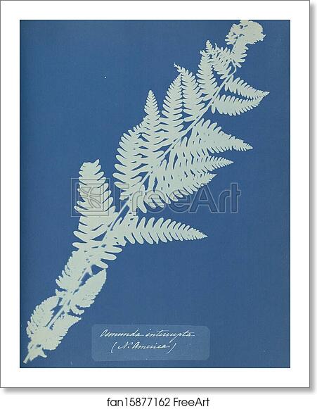 Free art print of Osmunda interrupta, N. America by Anna Atkins Free art print of Osmunda interrupta, N. America by Anna Atkins